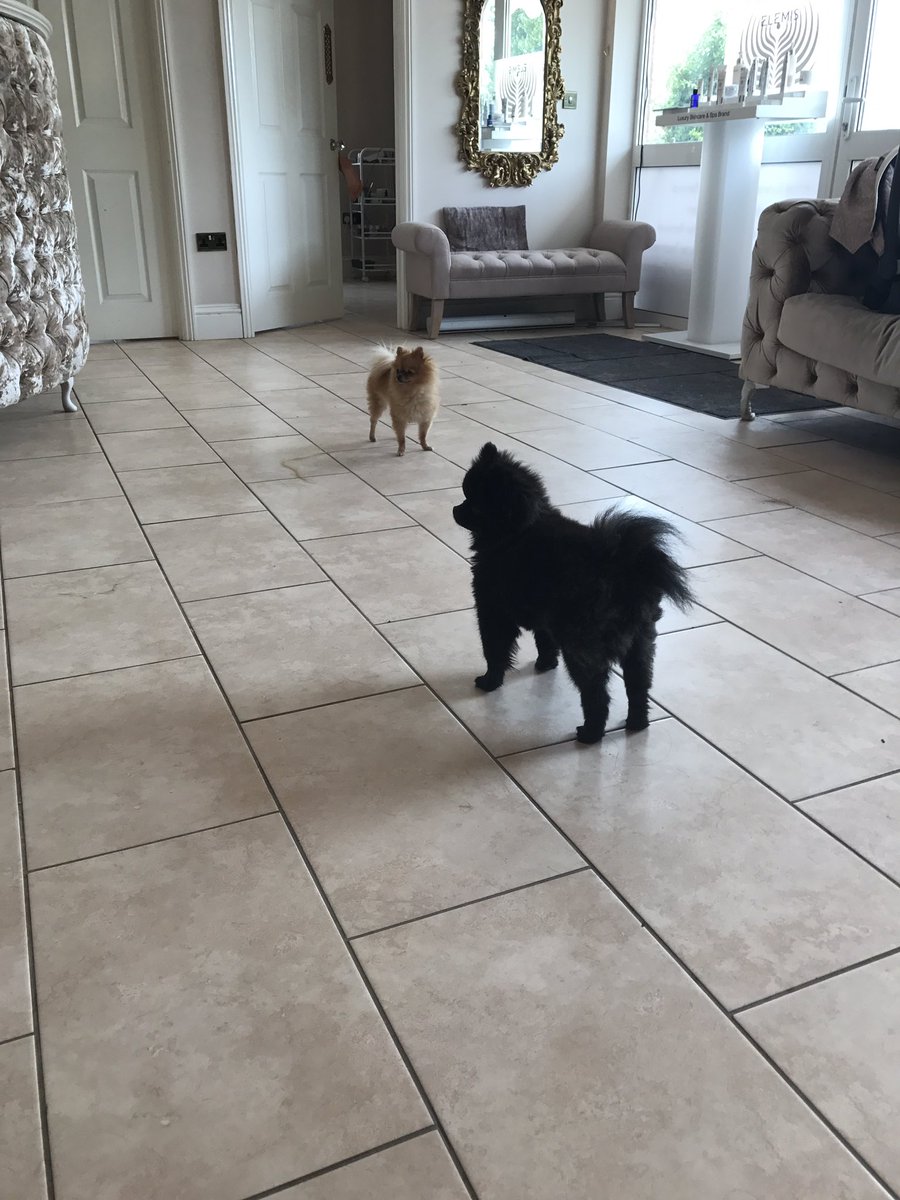 Heathers Pet Care Services On Twitter The Best Hair Salon