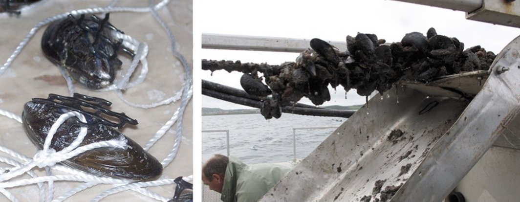 What if you introduce an omnivore in food web? If stabilizing mechanisms exist impact is reduced. My new open paper! onlinelibrary.wiley.com/doi/10.1002/ec…