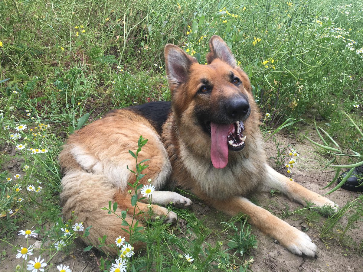 MerPolDogs's tweet image. Great work by PD Olly today, finding property discarded following a burglary which has been recovered for forensics!