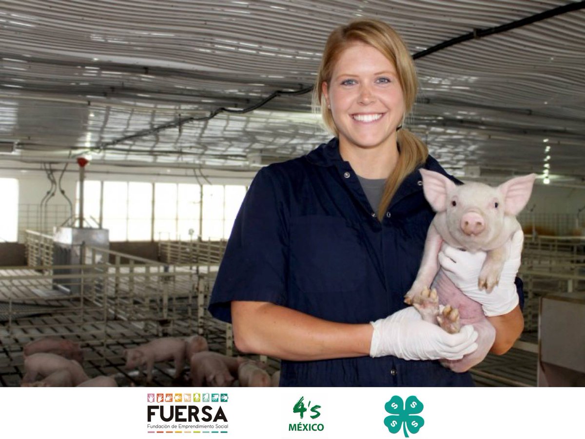 ¿Eres técnico o productor de cerdos? Tenemos 1a propuesta de capacitación p/ti en Dinamarca. REQUISITOS: Tener Visa Americana/Hablar inglés.