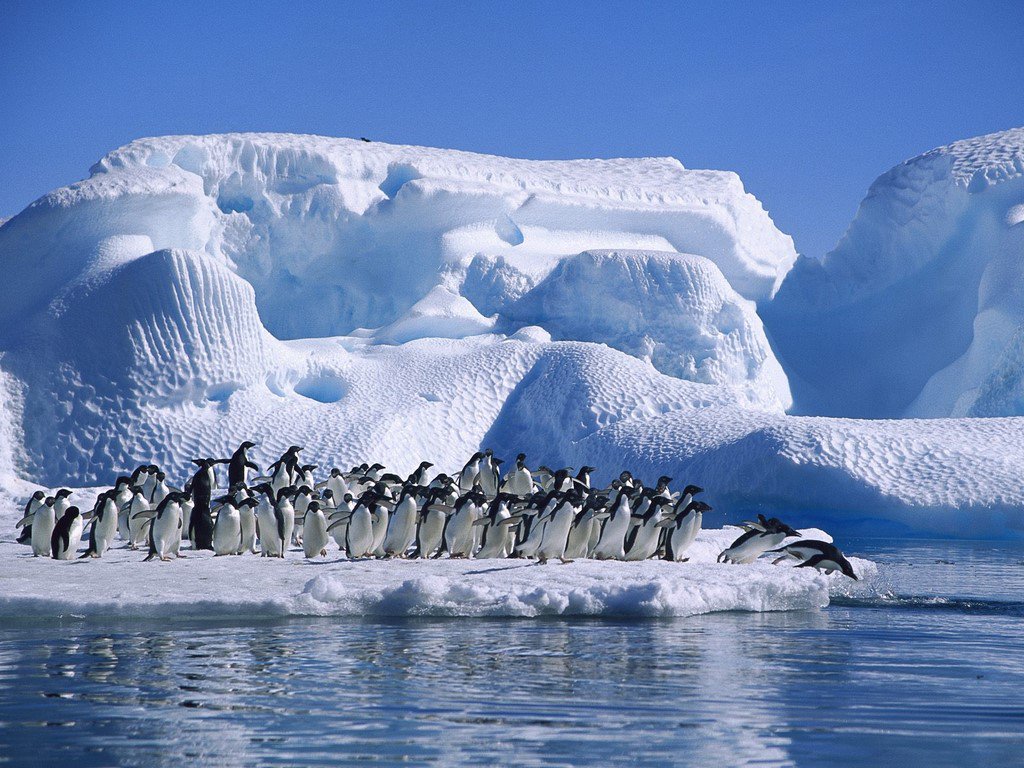 Blue_Parallel's tweet image. Hope Bay in Antarctica is recognized as an IBA (Important Bird Area) due partly to the large populations of Adélie Penguins! #blueparallel
