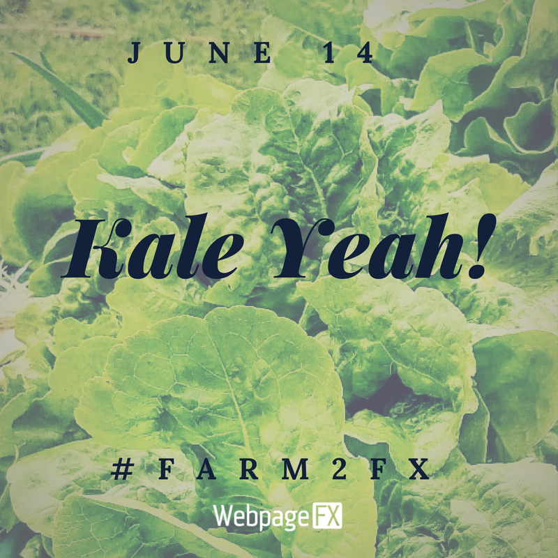 HappinessFX's tweet photo. Who else is excited for tomorrow's 1st #Farm2FX CSA delivery?! #organic #eatlocal #buylocal #csa #webpagefx #greenfx https://t.co/IJhiVysVb8