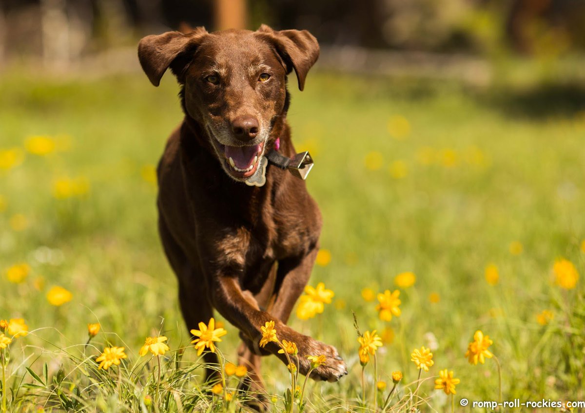 DoggerJogger's tweet photo. See Beautiful: Wildflowers going wild! https://t.co/KQFDQAVTap https://t.co/1QvhRuwLzd