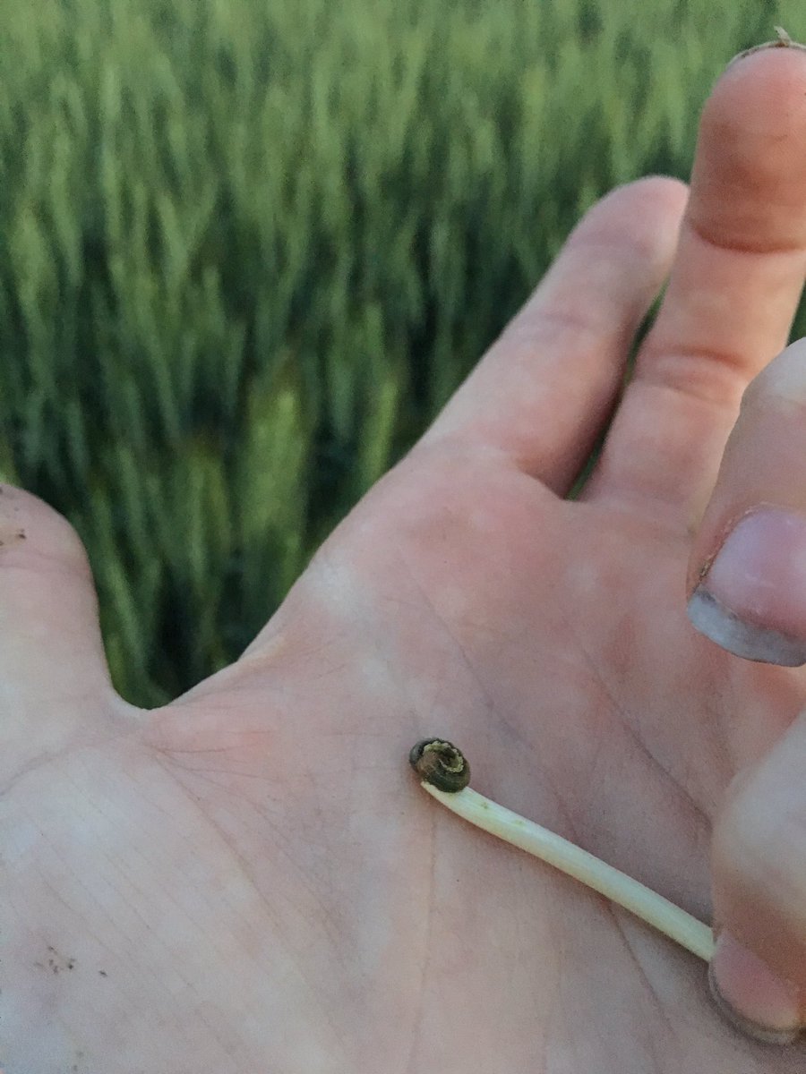 carrie_dport's tweet photo. Night scouting for armyworm in #OxfordCounty not quite @ threshold (5 larvae/foot) but will need to keep an eye out. #OntAg #CheckYourFields https://t.co/9qDfE9osZR