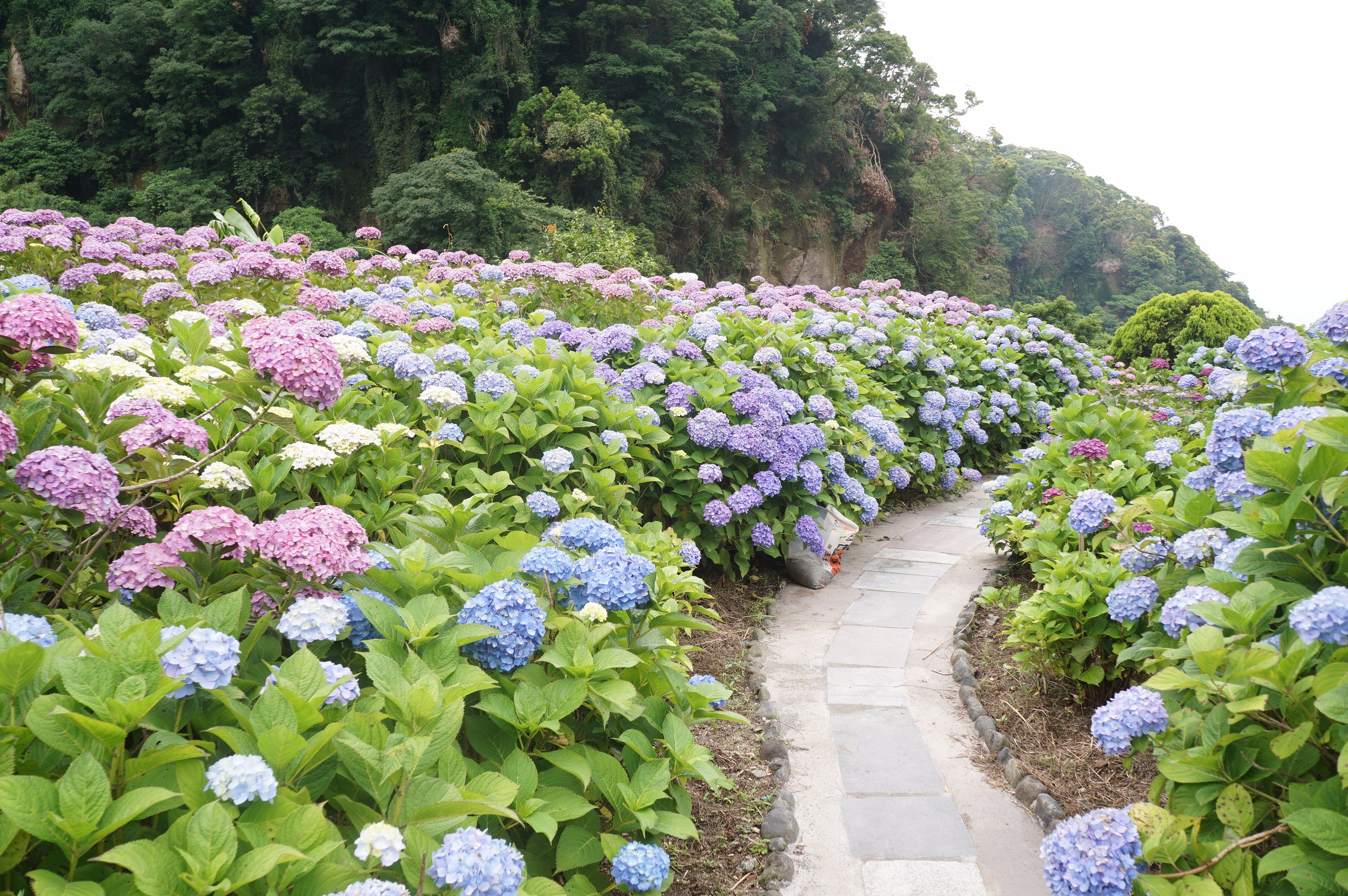 かのやファン倶楽部 鹿屋市天神町のあじさい園 いこいの里園 満開です たくさんの紫陽花が咲き誇り 見頃を迎えていますよ 鹿児島 鹿屋 紫陽花 かのやファン倶楽部 エージェント ２１４ T Co Yogdpzbkjf Twitter