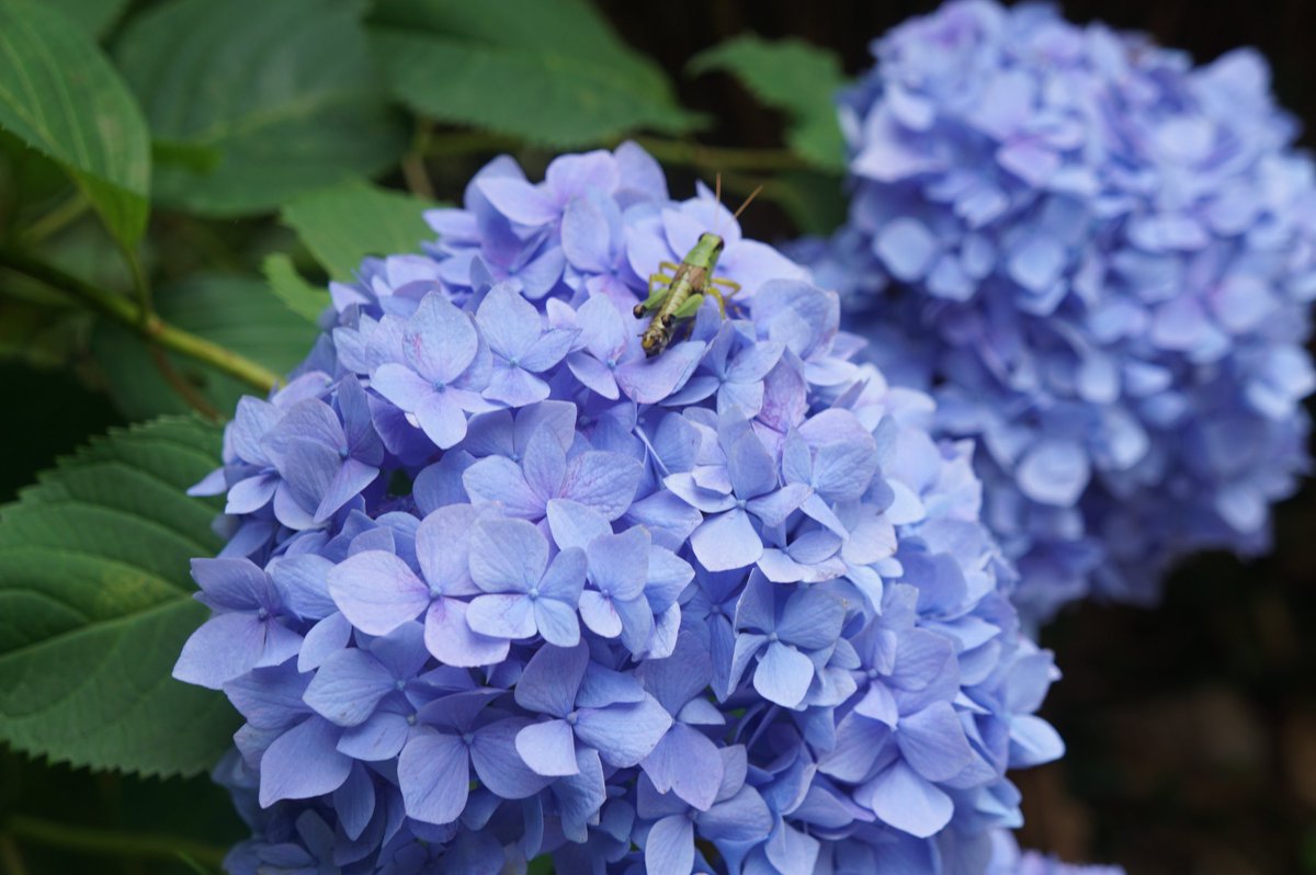 かのやファン倶楽部 鹿屋市天神町のあじさい園 いこいの里園 満開です たくさんの紫陽花が咲き誇り 見頃を迎えていますよ 鹿児島 鹿屋 紫陽花 かのやファン倶楽部 エージェント 214 かのやファン倶楽部 鹿屋市天神町のあじさい園 いこいの里園 満開です たくさんの紫陽花が咲き誇り 見頃を迎えていますよ 鹿児島 鹿屋 紫陽花 かのやファン倶楽部 エージェント 214