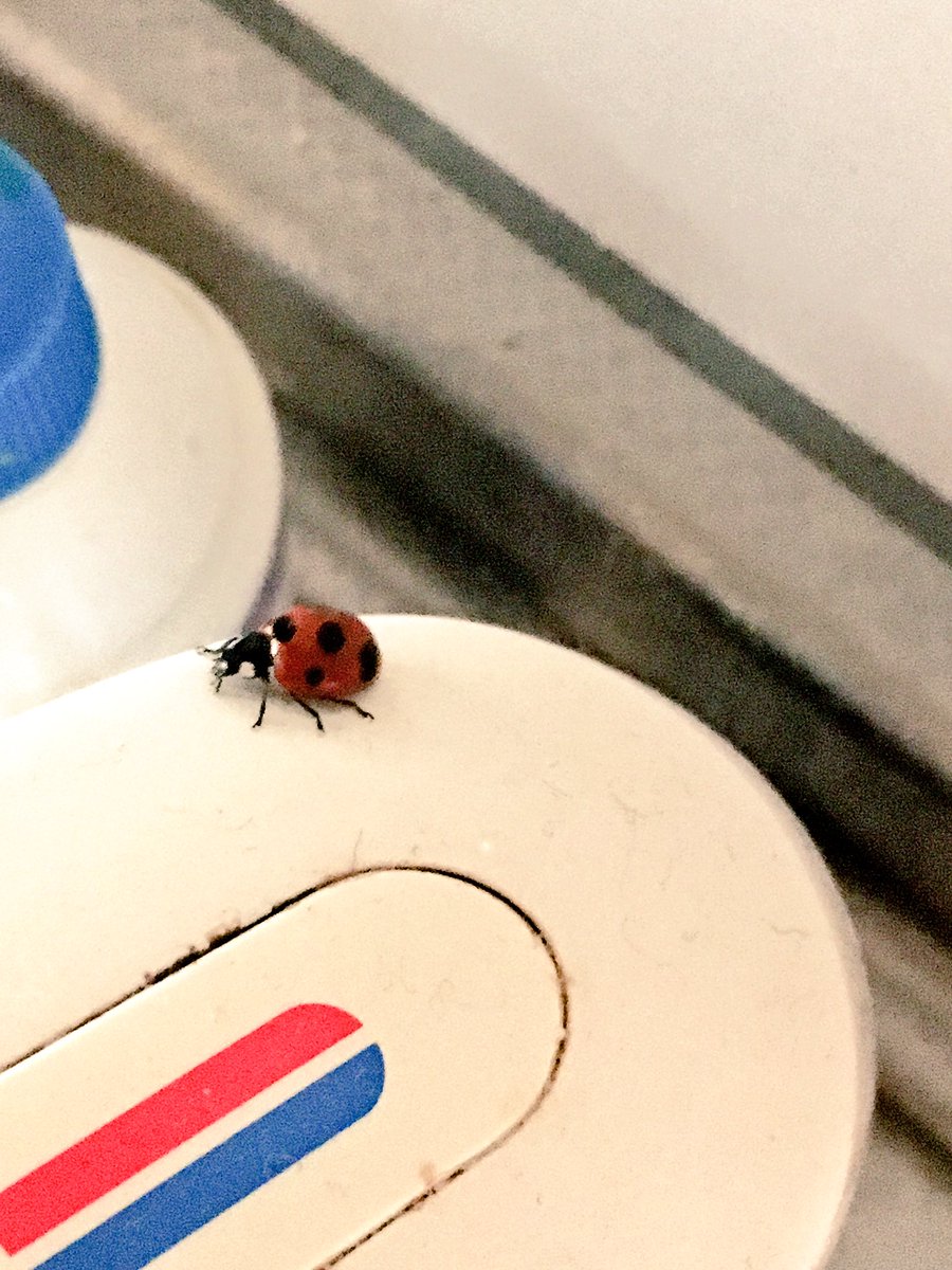 サンボー Auf Twitter そのてんとう虫 そのままにしておくと 仮面ライダー ストロンガー に出てくる 電波人間タックル になるかもね 笑 ゞ ちなみにストロンガーは カブトムシ タックルちゃんは てんとう虫 をモチーフにしてまふ ゞ T サンボー Auf Twitter そのてんとう虫 そのままにしておくと 仮面ライダー ストロンガー に出てくる 電波人間タックル になるかもね 笑 ゞ ちなみにストロンガーは カブトムシ タックルちゃんは てんとう虫 をモチーフにしてまふ ゞ T