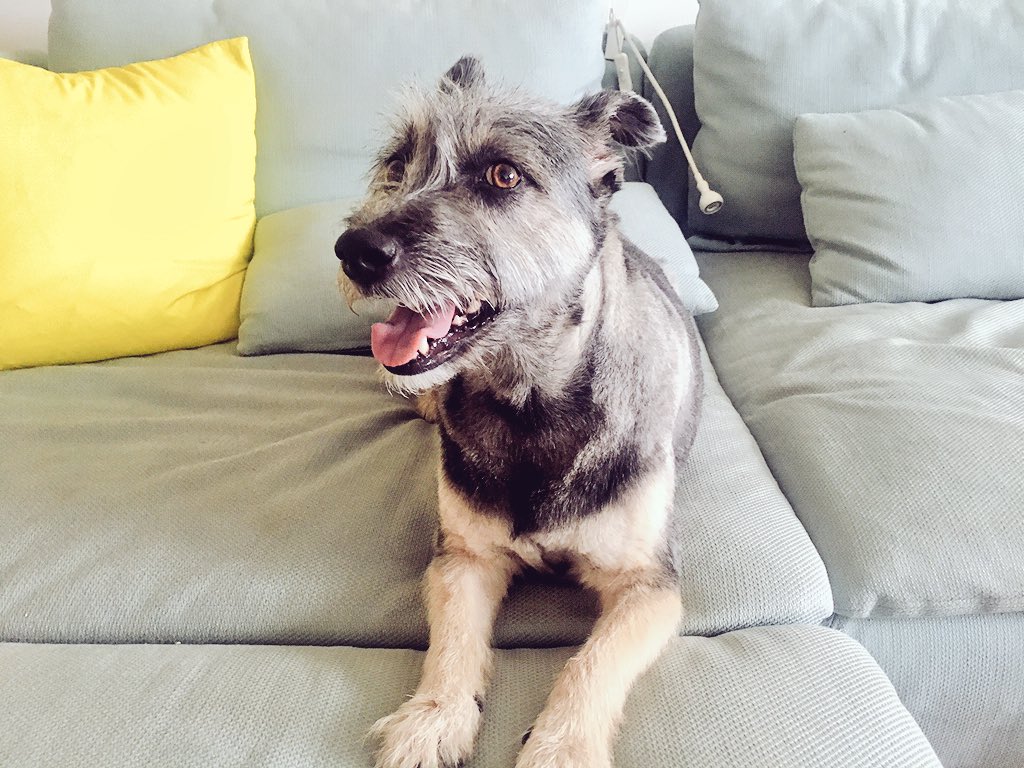 Lin_Manuel's tweet photo. Tobillo got her fresh summer haircut... https://t.co/SrRRKYoVxq