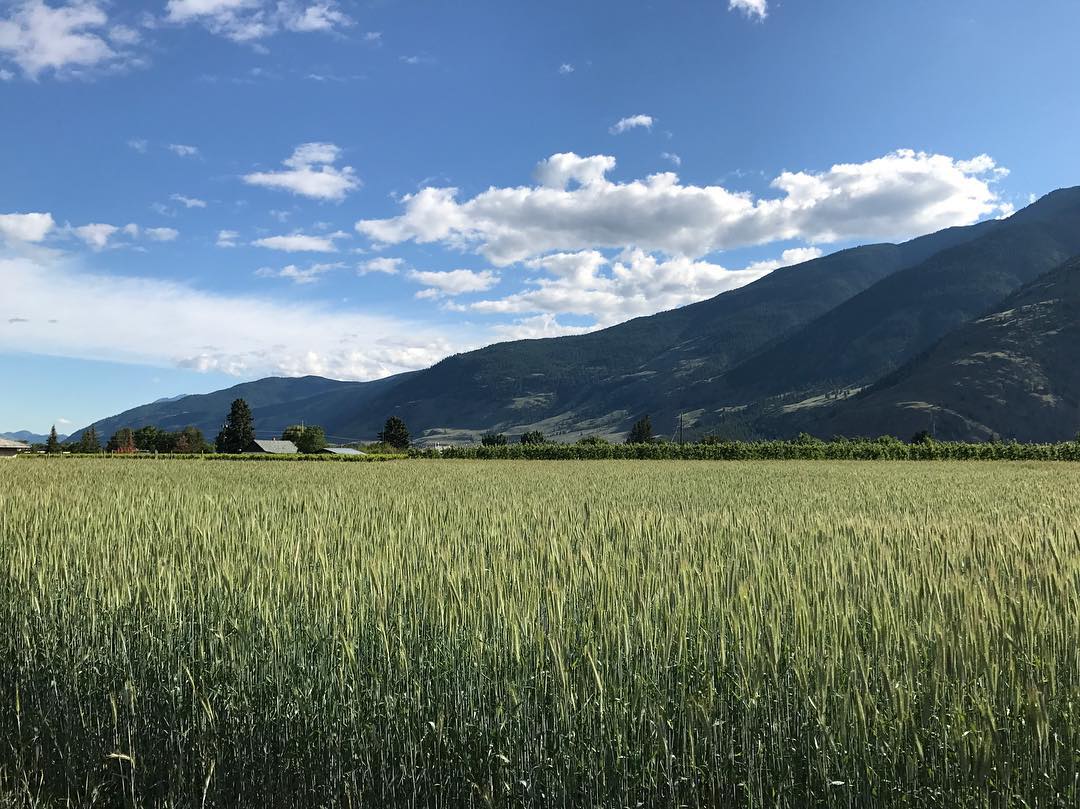 SimilkameenBC's tweet photo. Beautiful Cawston in the Spring | 📷: say_n/ig #ExploreBC #Similkameen https://t.co/MxJqyZnjmT