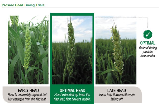Bayer4CropsCA's tweet photo. Hey #WestCdnAg—Looking for Prosaro application tips for your cereals? Check out our tips to help increase yield. https://t.co/HKY4TT9weF https://t.co/EYlsu8BF4E