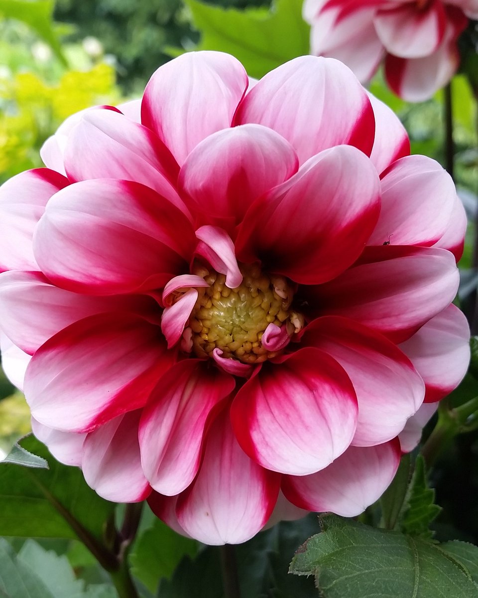 #Dahila 'Hypnotica Red Bicolor'... It's gorgeous, right?!

#urbanearthnursery #buylocal #Dahlialove #seattle #fremont #flowers