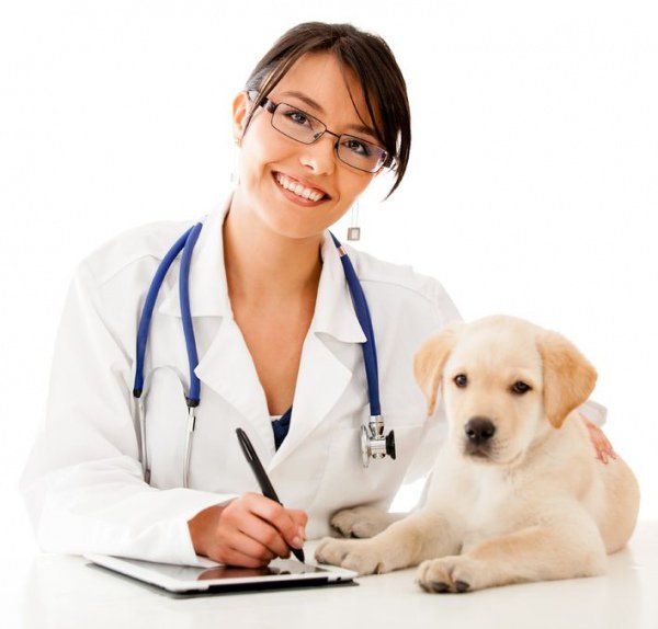 DoggerJogger's tweet photo. Easing Dogs' Stress During Veterinarian Visits https://t.co/i1FGHjM0Wr https://t.co/SVxoTj34wx