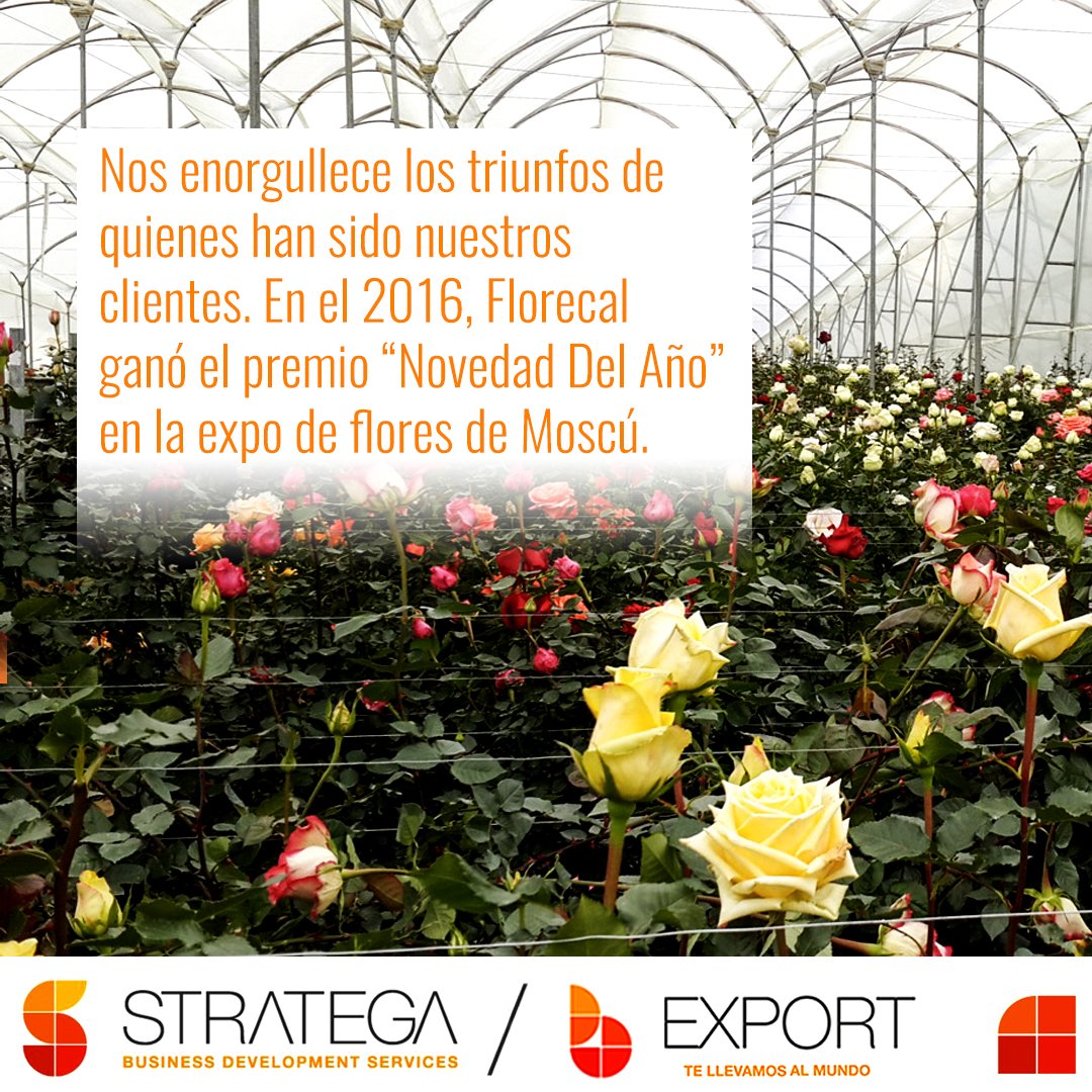 StrategaB's tweet photo. #BExport estrategia para diversificar y #exportar más. Entérate cómo nuestros clientes crecen. https://t.co/lV2CLrbs0D