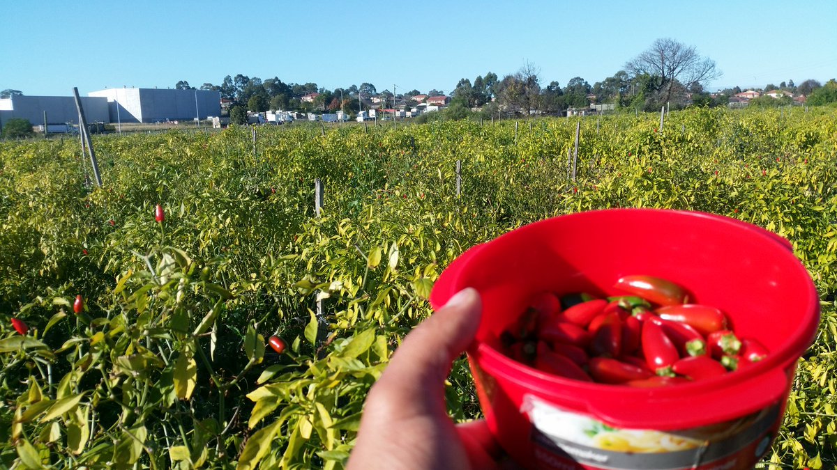 BGBOLD's tweet image. Чилинд дуртай юу? Бид чинжүү гэдэг бил үү? Замд түмэн ферм байна. Эднийх чили тариалдым байна.. #ChilliFarm