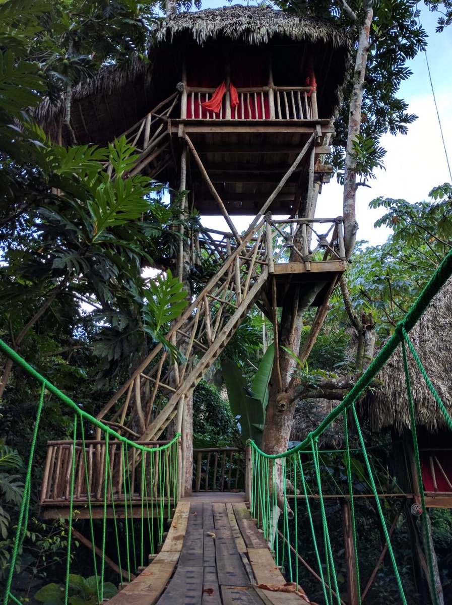 Dominican Tree House tweet media