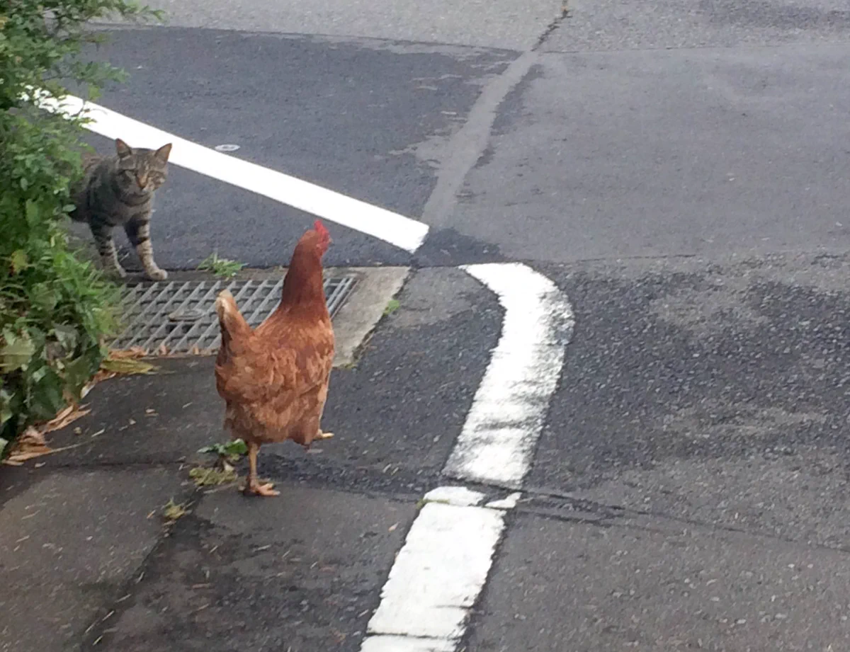 ちょｗこの後どうなったｗｗ朝の散歩でまさかの出会いｗｗｗ