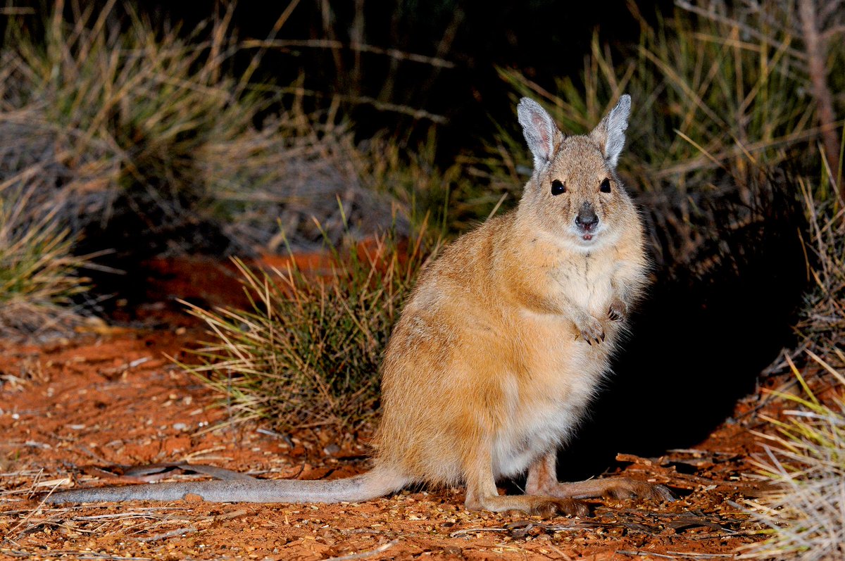 TSCommissioner's tweet photo. Only one day left to apply for #TSRFund community-based grants for #SavingSpecies - like this Mala @awconservancy https://t.co/nveXbPFApu https://t.co/dDmvG5KpR1