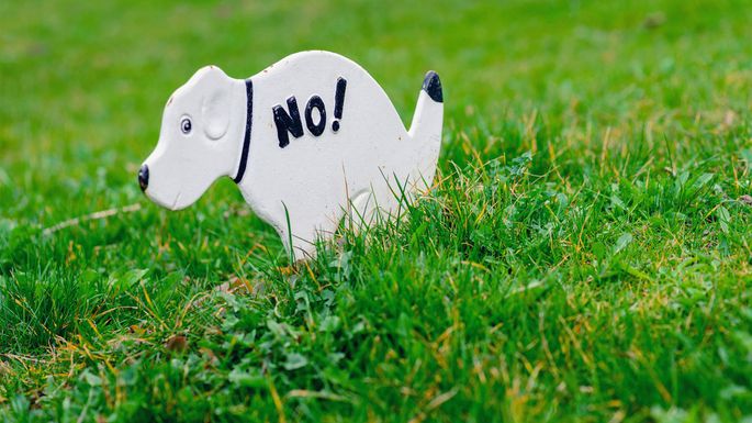 49emma488's tweet photo. 5 Lawn Care Mistakes That Can Ruin Your Yard https://t.co/p7FcibN1M8 https://t.co/CdmDOTRruP