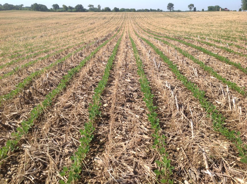 JerryKreuziger's tweet photo. Fall strips vs no tilled green into rye #plant17 #plantedgreen #striptill #notill @soilwarrior https://t.co/hWc2Q9pfYA
