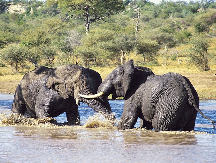 WantToTravels's tweet photo. Diseases From Domestic Animals, Such As Cattle And Dogs, Spread Into Wild Animal https://t.co/7tgB3FONaI https://t.co/16PWfwkSa9