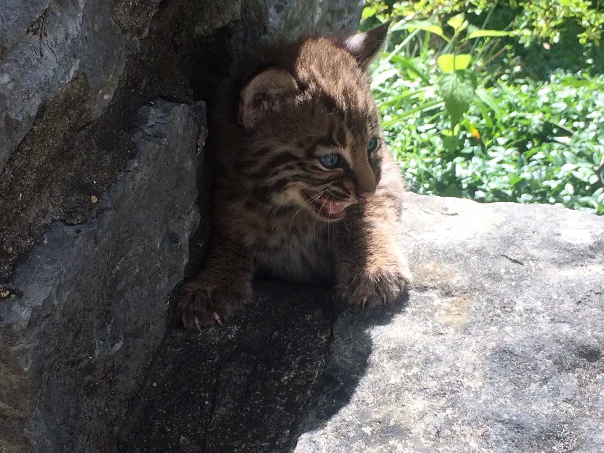 Interior's tweet photo. Your weekly dose of cute: Bobcat kittens at Big Oaks #WildlifeRefuge in #Indiana https://t.co/VvWjNIi4lU