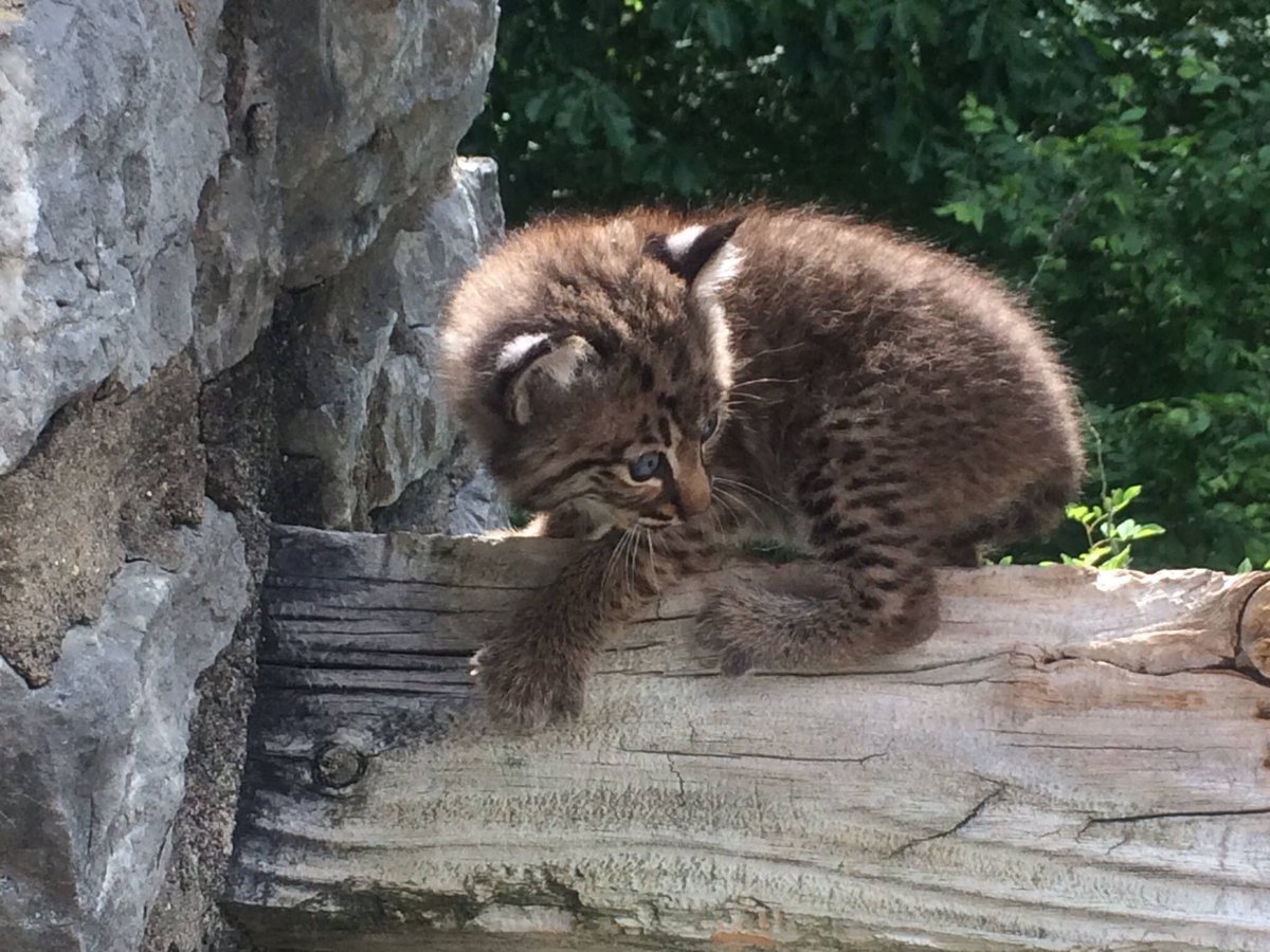 Interior's tweet photo. Your weekly dose of cute: Bobcat kittens at Big Oaks #WildlifeRefuge in #Indiana https://t.co/VvWjNIi4lU