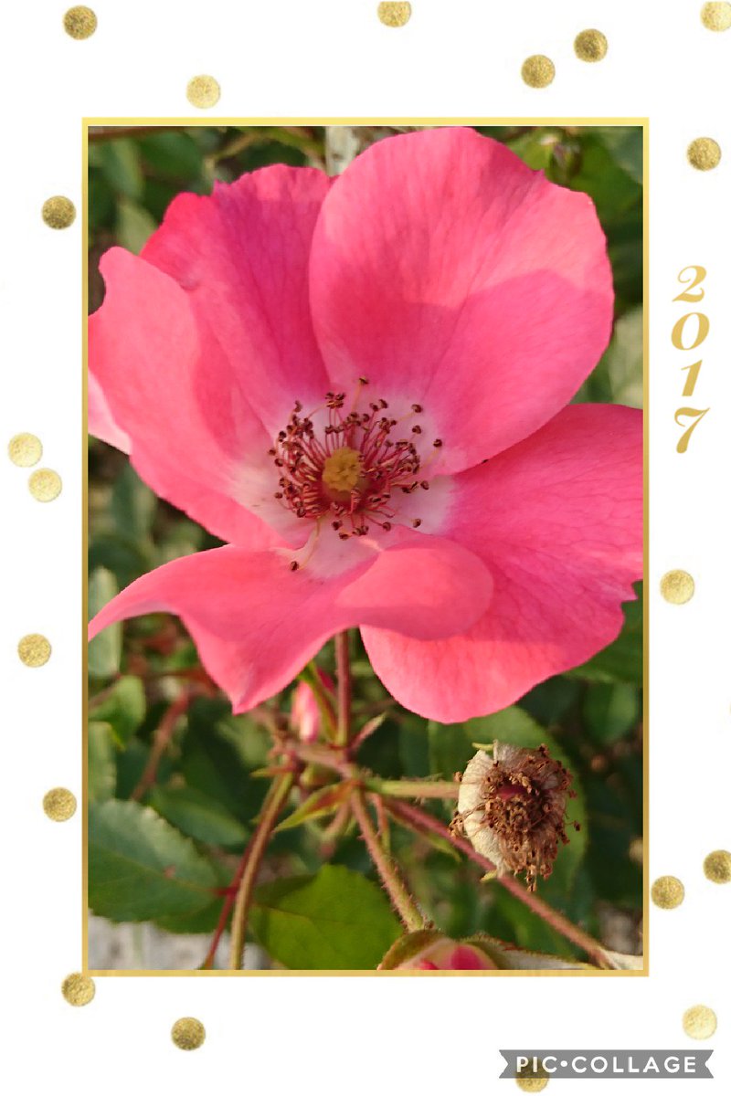 55 Twitter પર 今日のお花 薔薇 バラ科 薔薇の種類は000種類以上 多分コレは ジョナサン だと思う 花言葉は色によって違うらしい D 三 D ピンクの薔薇の花言葉は 感銘 薔薇 バラ 6月のお花 ジョナサン ピンクのバラ T