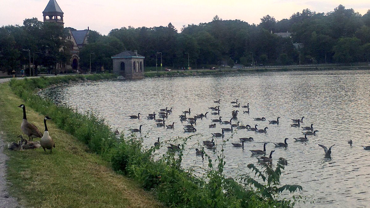 Emjay1028's tweet photo. #Geese for days (another gorgeous #summer night though!) #ViewFromEveningCommute #Boston #ChestnutHill #Reservoir  #June https://t.co/LXAPvOC16t