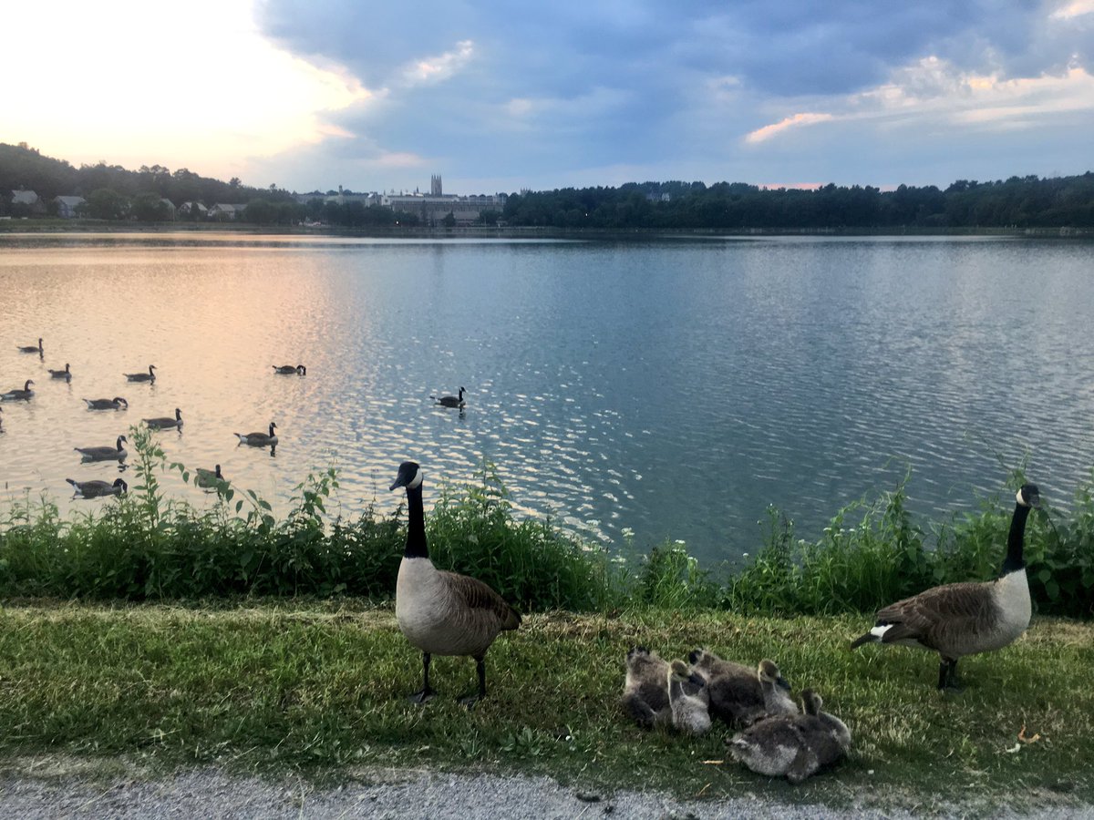 Emjay1028's tweet photo. #Geese for days (another gorgeous #summer night though!) #ViewFromEveningCommute #Boston #ChestnutHill #Reservoir  #June https://t.co/LXAPvOC16t