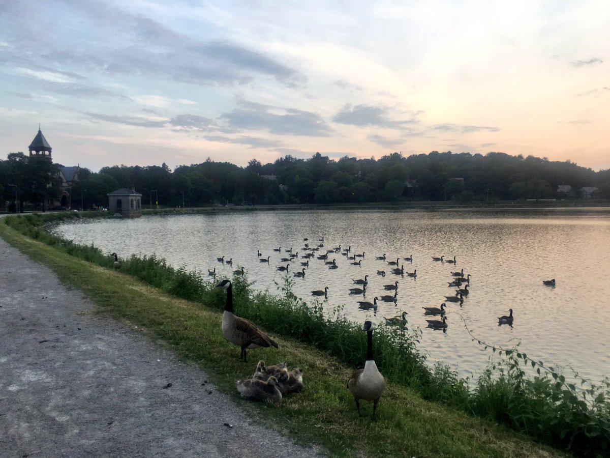 Emjay1028's tweet photo. #Geese for days (another gorgeous #summer night though!) #ViewFromEveningCommute #Boston #ChestnutHill #Reservoir  #June https://t.co/LXAPvOC16t