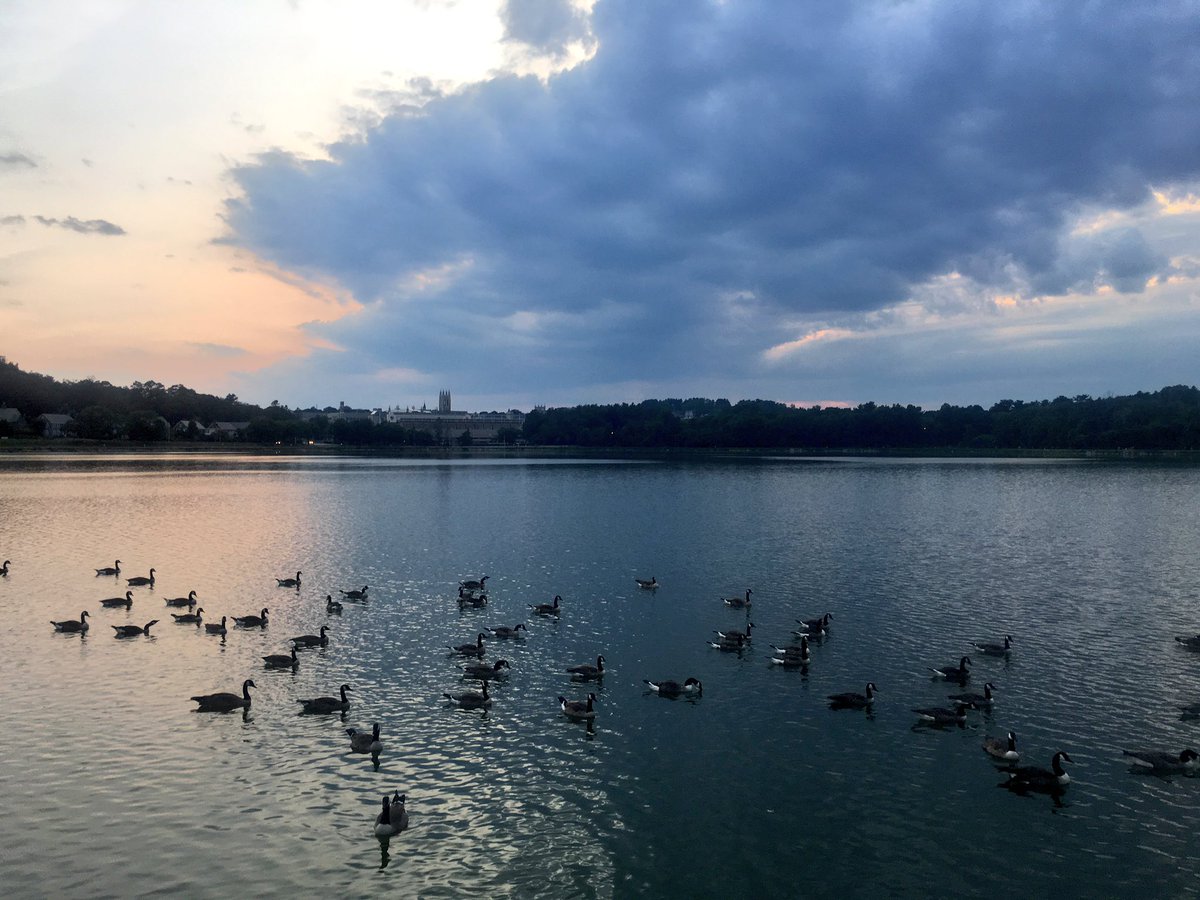 Emjay1028's tweet photo. #Geese for days (another gorgeous #summer night though!) #ViewFromEveningCommute #Boston #ChestnutHill #Reservoir  #June https://t.co/LXAPvOC16t