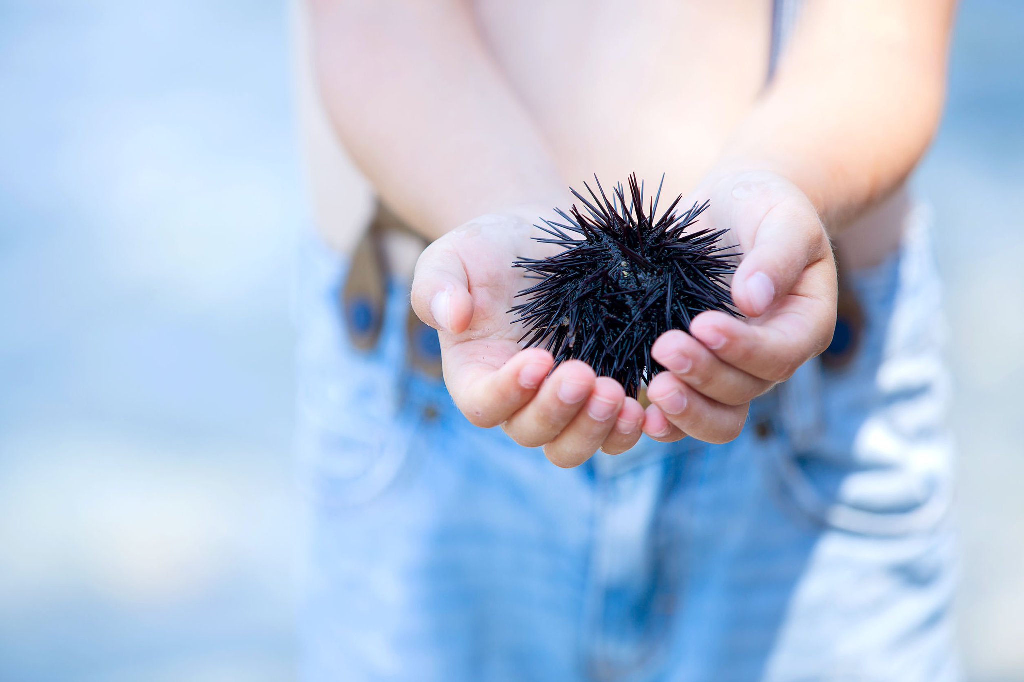 エールマーケット 英語でウニは Sea Urchin Urchinはラテン語語源でハリネズミ Hedgehog の意 海のハリネズミってなんだか納得ですね 写真アフロ ウニ ハリネズミ Seaurchin Hedgehog T Co N6y4faebzx T Co