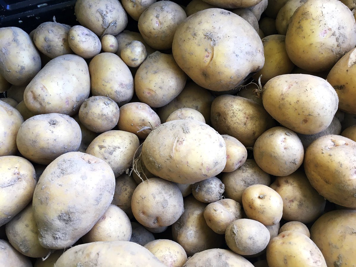 This is just the beginning. 😁 #tfigrows #Potatoes