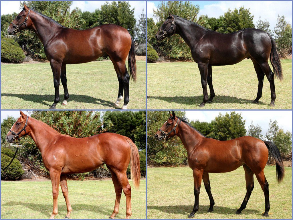 Flinders Park on fire!..leading vendor by 2yo winners (4 so far) out of the 2016 Premier Sale...
tbv.com.au/flinders-park-…