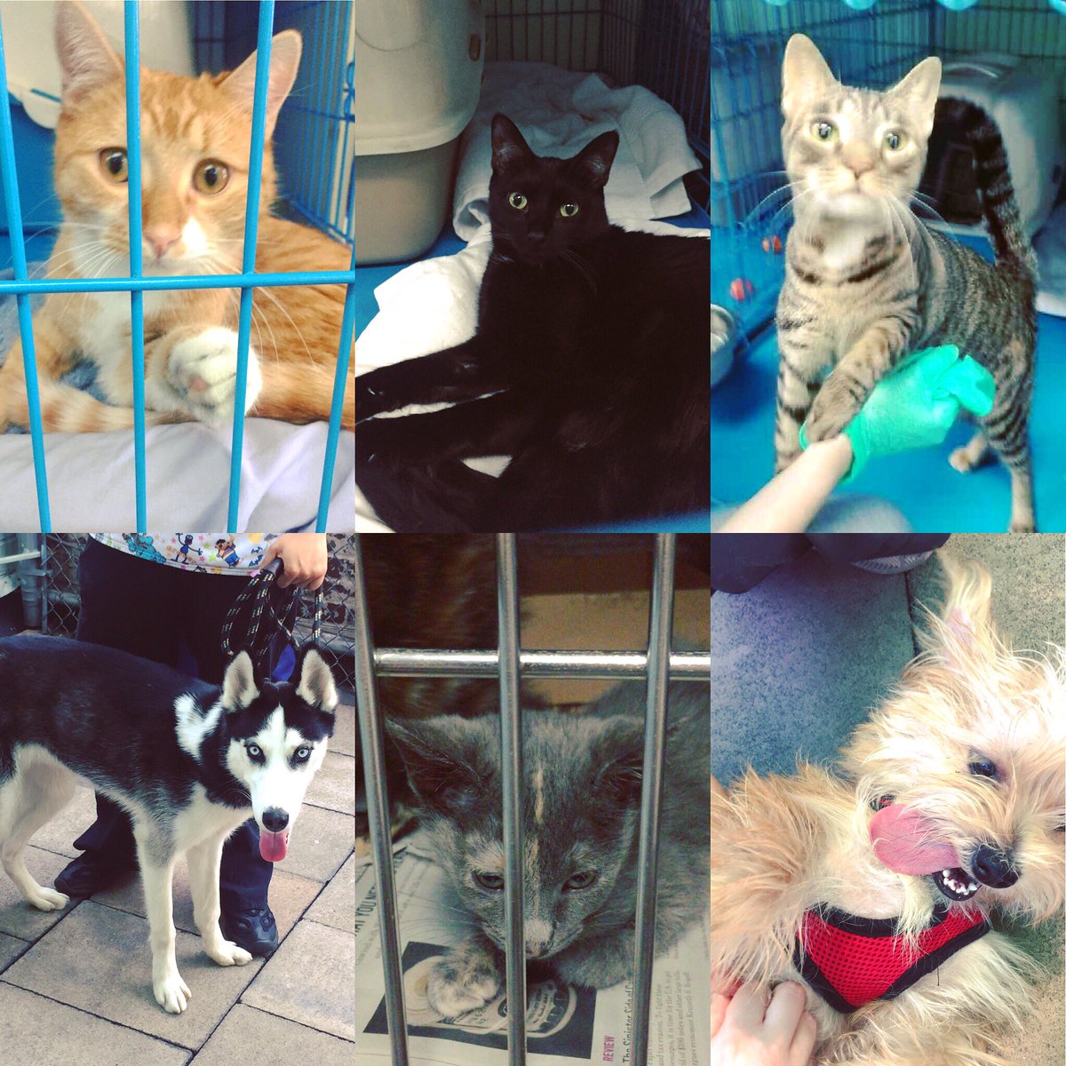 Humane Society of NY (@HumaneSocietyNY) | Twitter