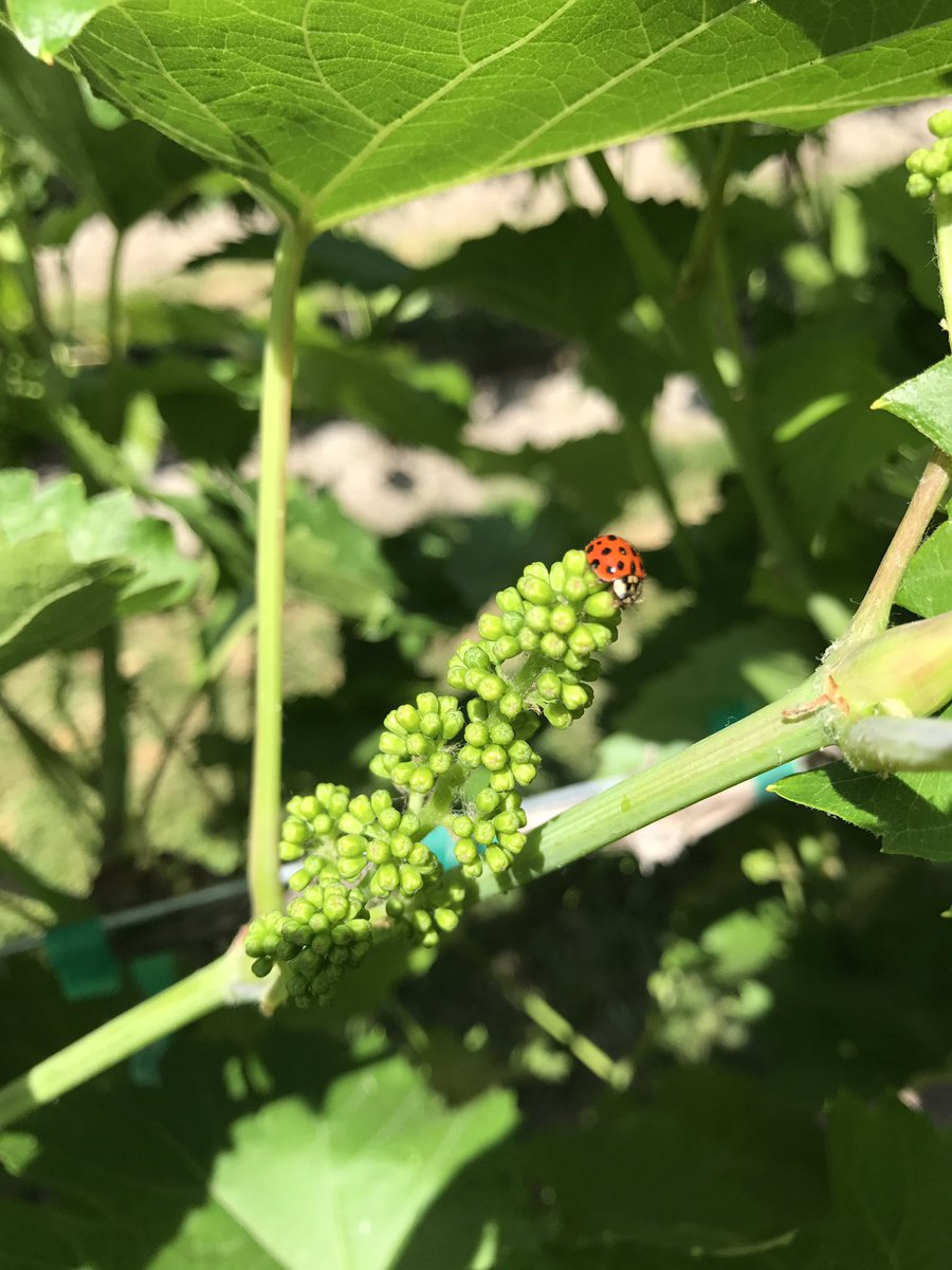 Sunnybrae Winery tweet media