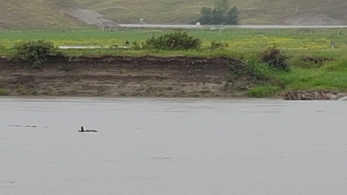 Im no marine biologist but im 100% sure thats a shark in the Red Deer near Duchess Alberta...or a stick