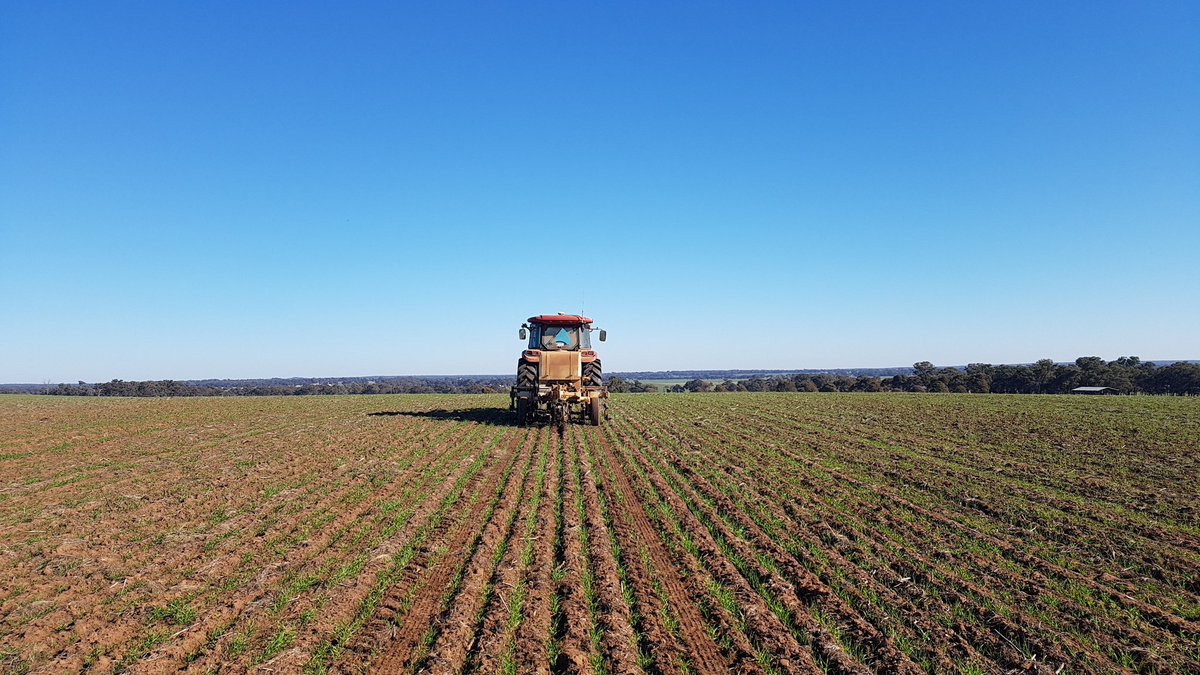 camlowe1996's tweet photo. Doing post emergant Ph &amp; EC testing with the @VerisTech machine in Temora to compare with 2017 yield maps ready for 2018 lime application. https://t.co/X8kQw1RahQ