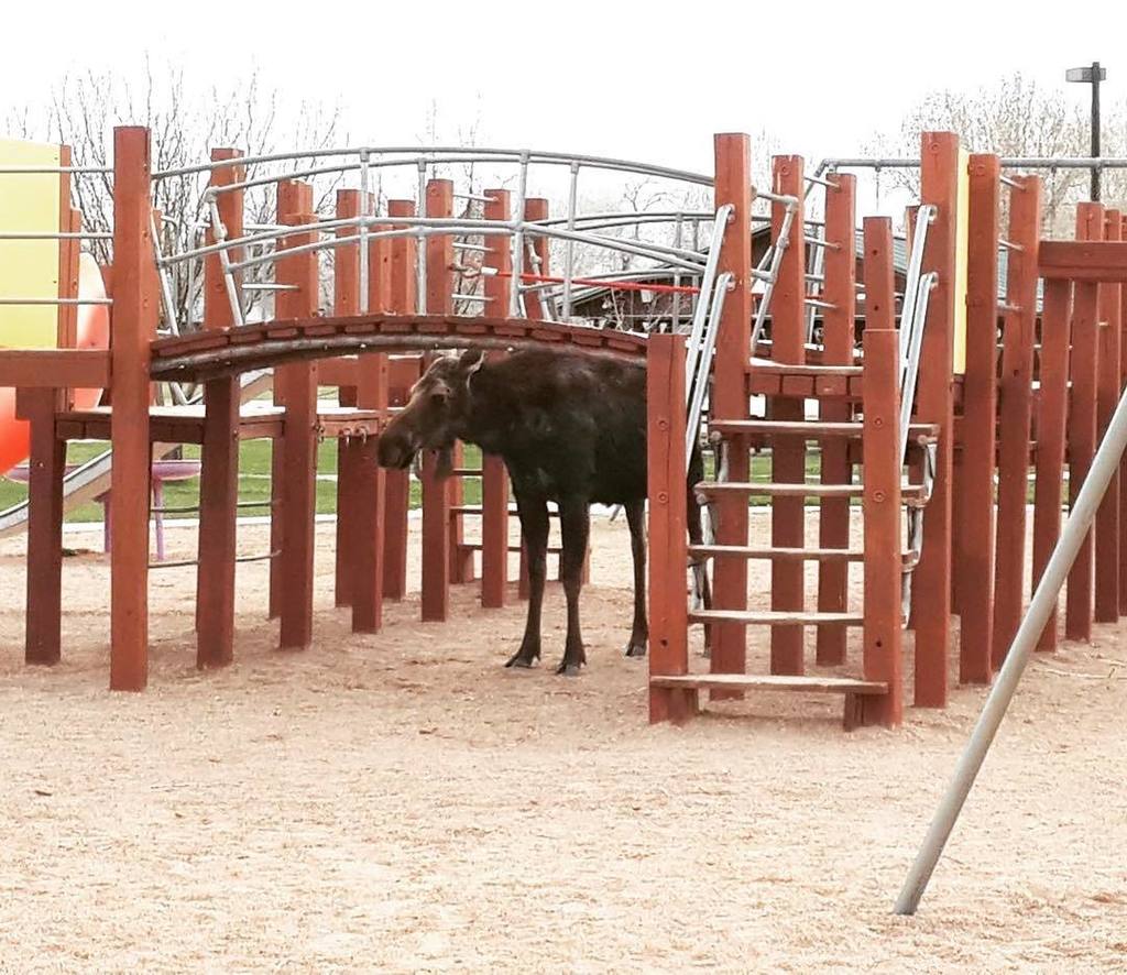 SweetwaterNOW's tweet photo. A moose wandered into the city limits in Mountain View and decided to hang out at the playground. #viewfromyou by Mountain View Wildlife Bi⦠https://t.co/EpP6Fa3K93