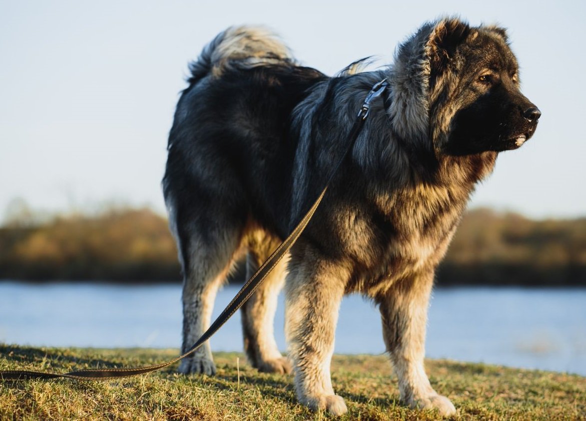 испанский мастиф собака. длинношерстный сенбернар. порода леонбергер. леонбергер и леонберг. английская сторожевая.