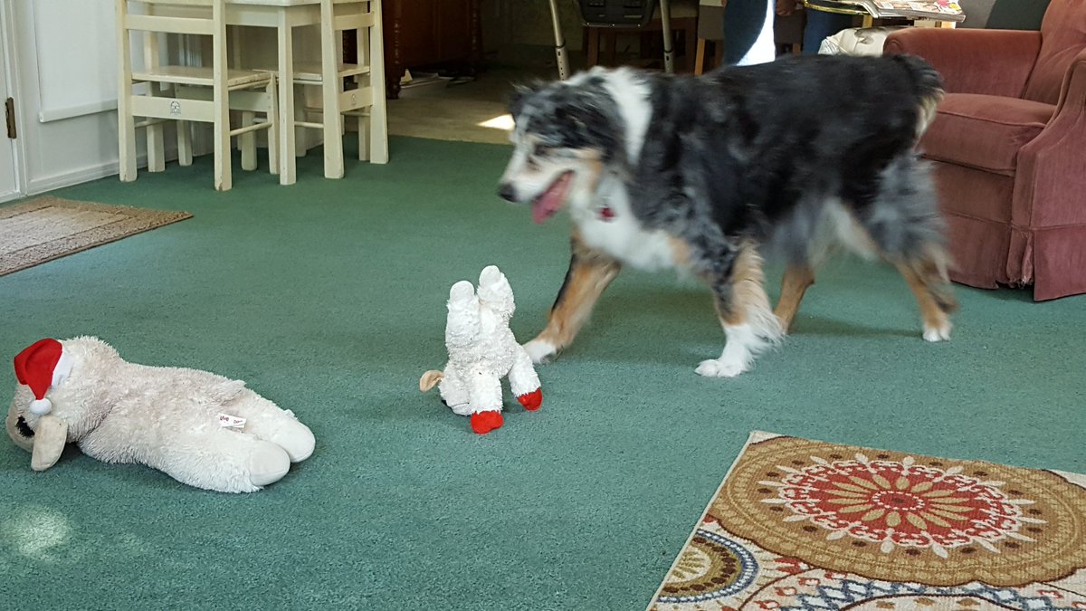 BoxBoxBoxDon's tweet photo. @JossaDosBichos @julsie75 @VinoPhileStrong
You can't teach an old lamb new tricks! 😉 But Chloe tries 😀 https://t.co/Ba2dlxQVnh