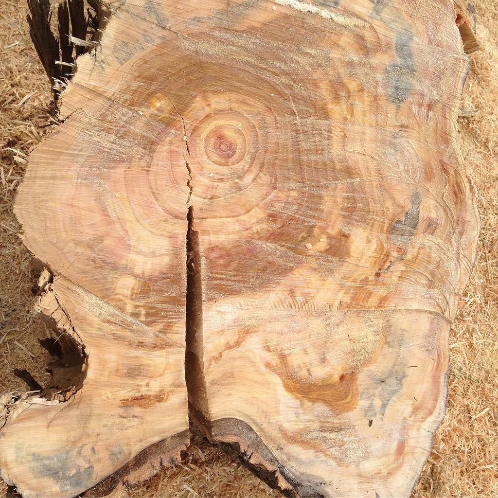 DeMontGuitars's tweet photo. Most colorful Poplar we've cut open
#madeinusa #poplar #tree #mill #saw #woodwork #guitar #luthier #figuredwood #wood #guitarshop #customg… https://t.co/IeJCw3I69d