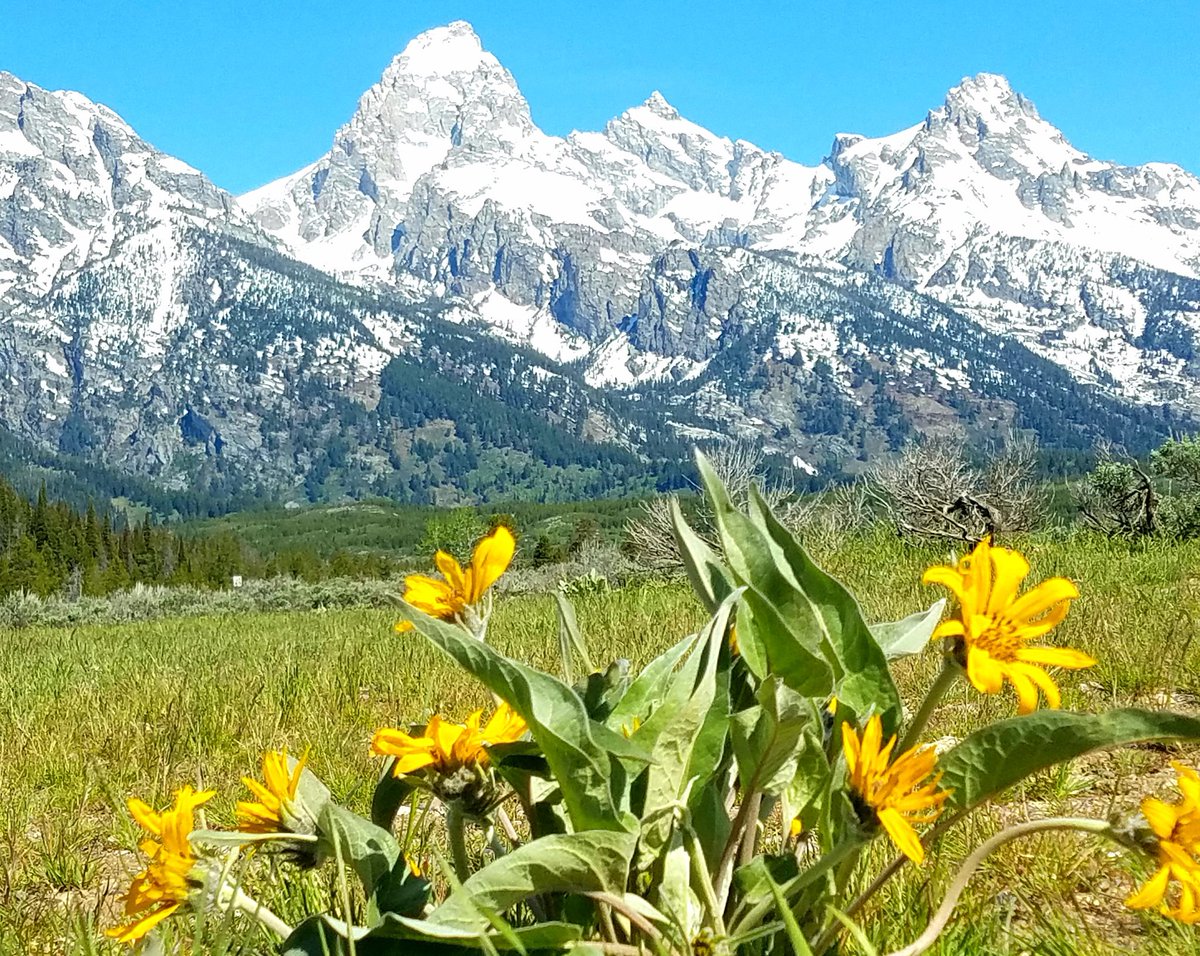 cmhiggin's tweet photo. @wyomingtourism @YellowstoneNPS #wyphotoentry https://t.co/orK1CLAAIW