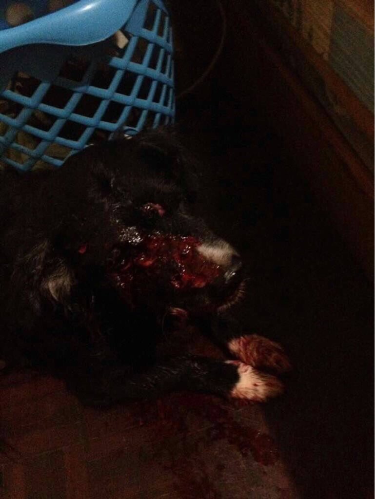 rctv's tweet photo. En los verdes de El Paraiso, Conas, hasta le dispararon a un perro por ladrar. https://t.co/qAg7PVvscO