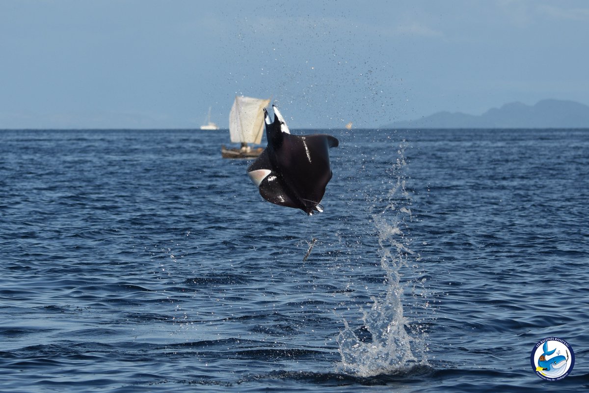 BaleinesRandeau's tweet photo. Magnifique saut de Raie Mobula à Nosy Be, Madagascar avec @BaleinesRandeau ! https://t.co/89tSeQToEt