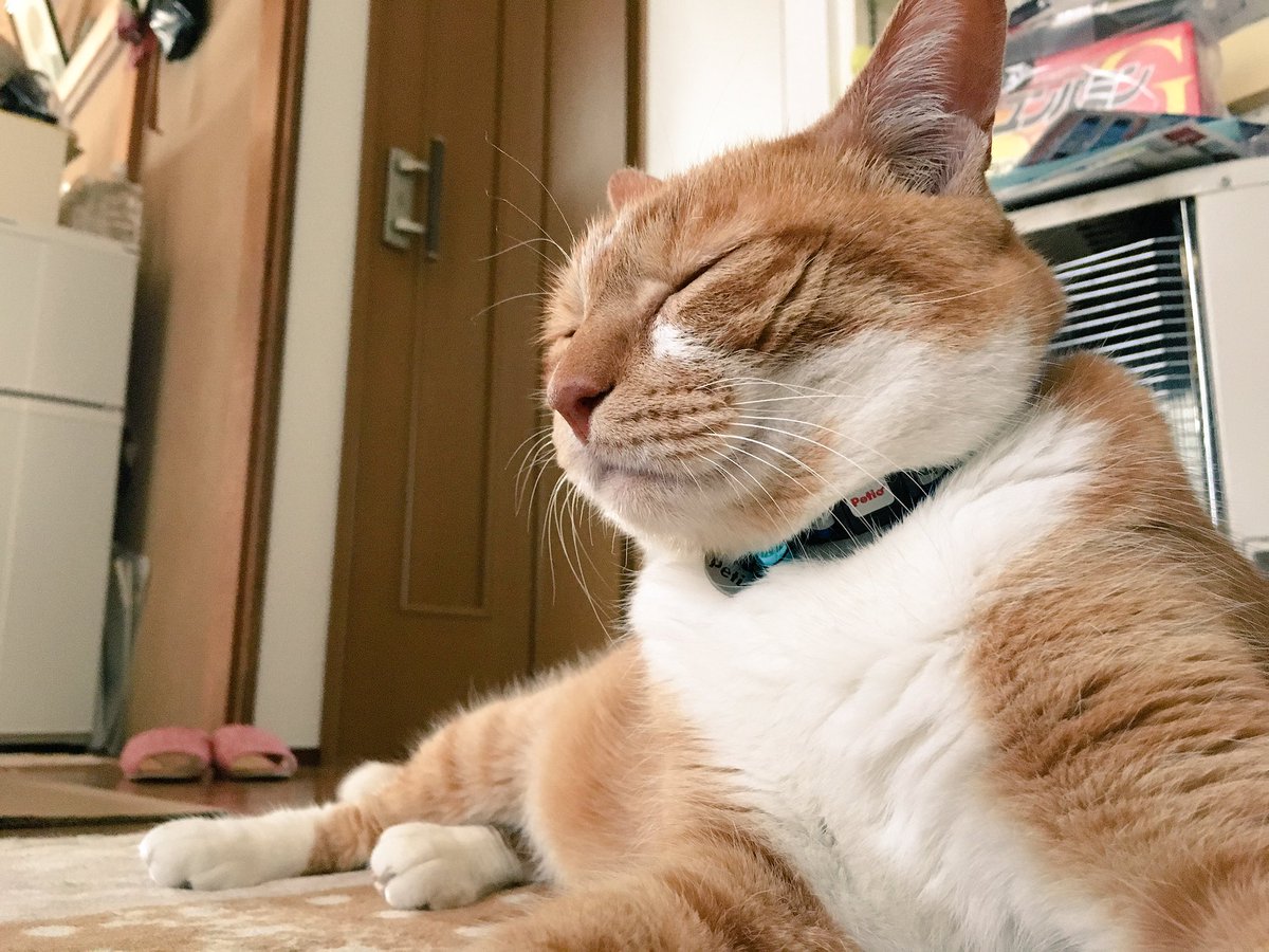 urarin324's tweet photo. ��ちの家族で一番のイケメン(*´д｀*)ﾊｧﾊｧ(ストーブいつまで出てるんや、かたさなければ) https://t.co/EyLB8JtyKD