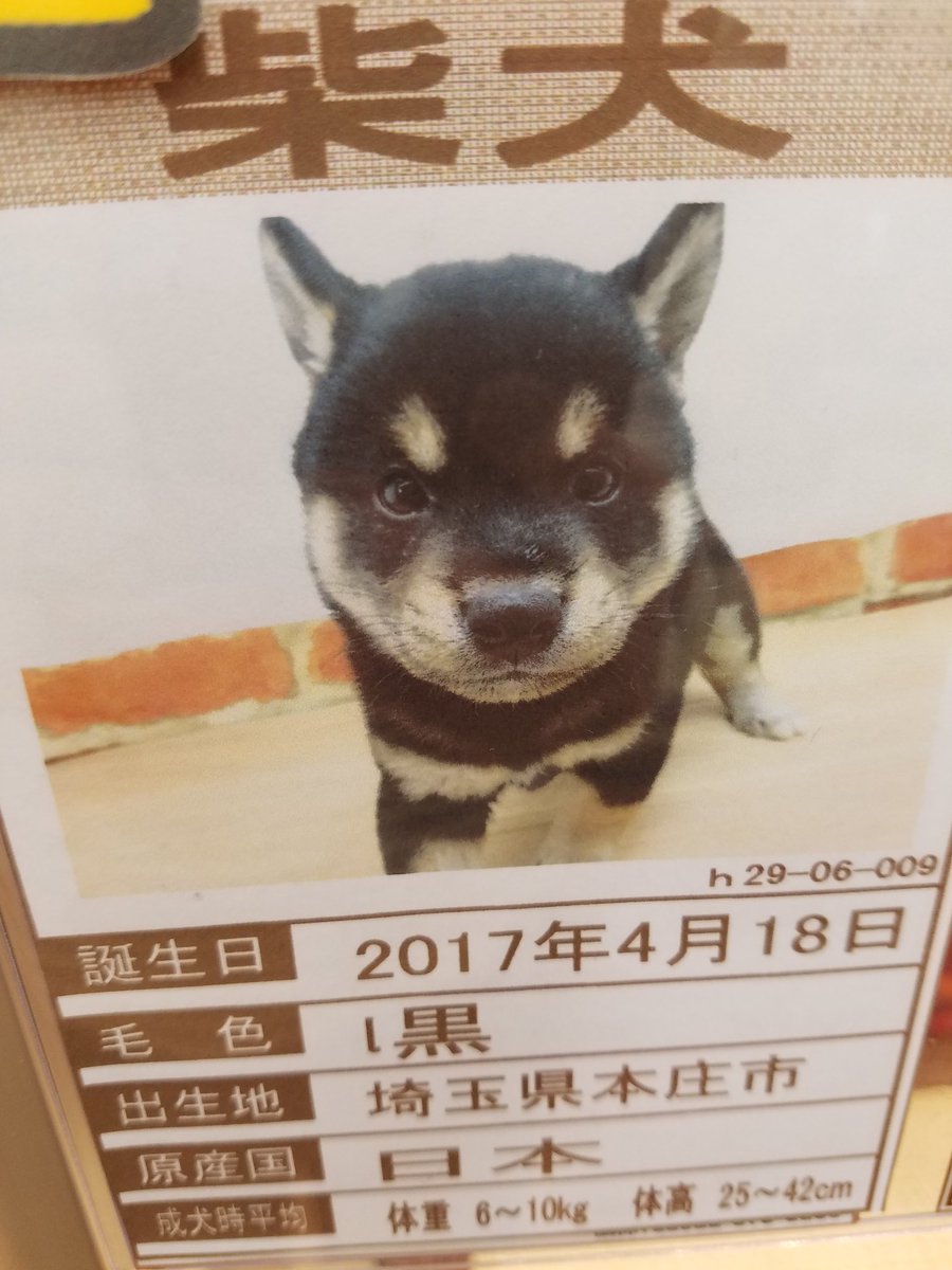 Sho_chan61's tweet photo. 月曜日に見つけた柴犬！パット見て則本そっく���じゃね？って思ったんだけど俺の勘違いかな？
#則本#柴犬#そっくり https://t.co/4wUWBtMa73