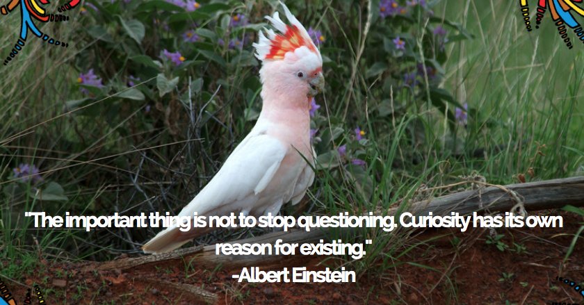 cullyfest's tweet photo. Seeking all curious Minds for #cullyfest2017 #schoolexcursionprogram #toowoomba #TourismDarlingDowns #curiosity #education #thisisqueensland https://t.co/l292aLc3wA