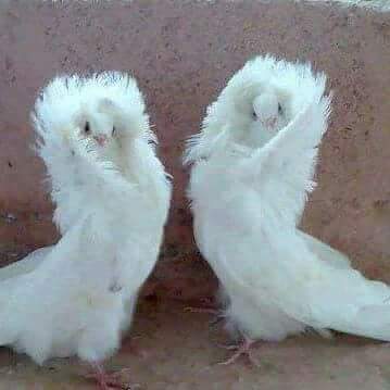 jamshaid Ali tweet media