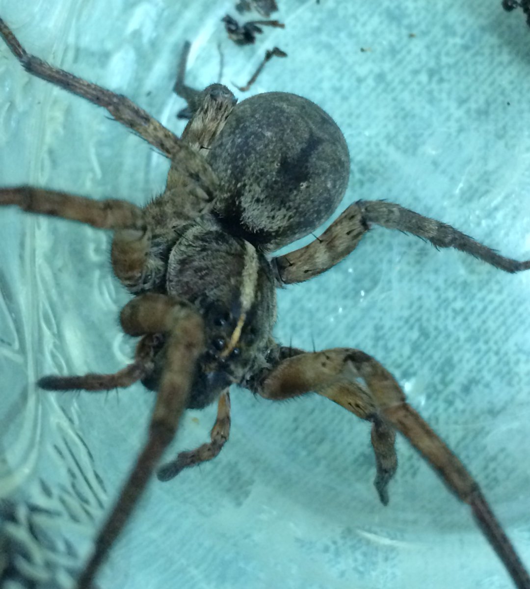 OriginalBugNerd's tweet photo. It just wouldn't be Bug Camp if I didn't catch some premium spiders! #BugCamp2017 https://t.co/XGXw6VKT3Y